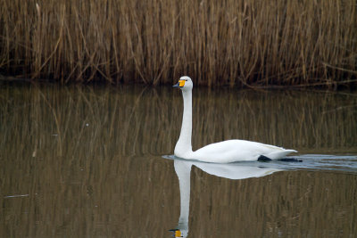 Wilde Zwaan