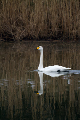 Wilde Zwaan-2