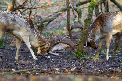 Bronst gevecht-2