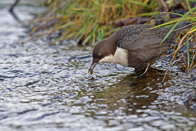 Waterspreeuw met prooi-1