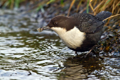 Waterspreeuw met prooi-2
