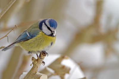 Pimpelmees in sneeuw