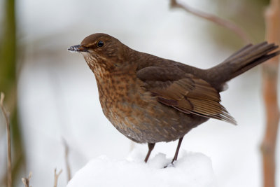 Vrouw in de sneeuw