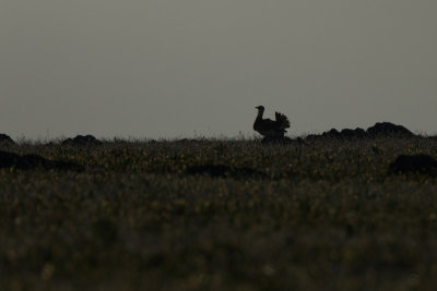 Grote Trap silhouet