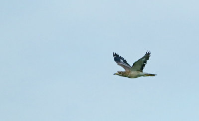 Griel in vlucht