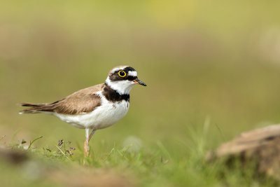 Kleine Plevier