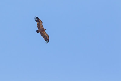 Roofvogels