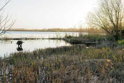 Avondzonnetje