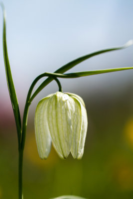 Kievitsbloem wit-1