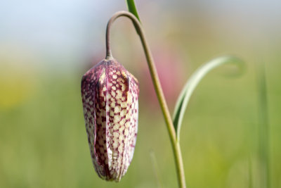 beginstadium