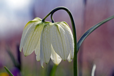 dubbele witte