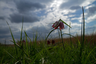 met tegenlicht