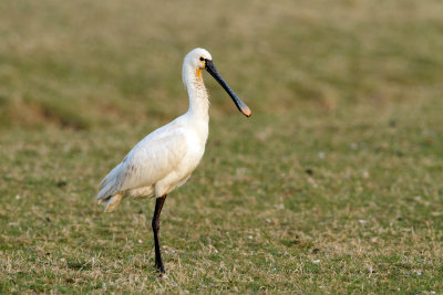 Lepelaar
