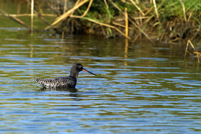 zwarte ruiter-2