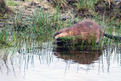 gras in de bek