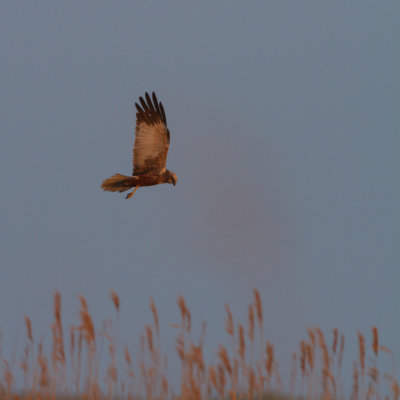man jaagt boven het riet