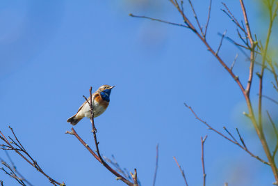 Blauwborst