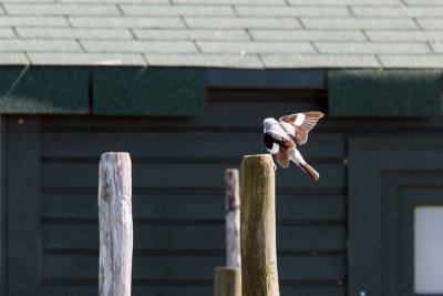 balanceren op een paaltje