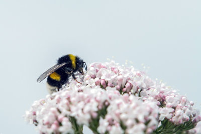 Insecten Hanepoel