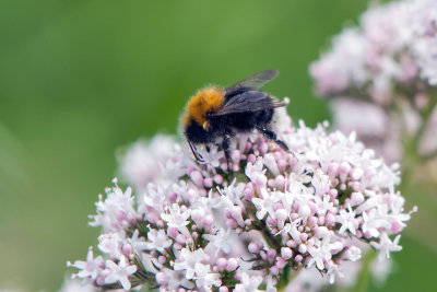 Insecten Hanepoel