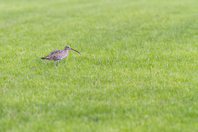 in de polder
