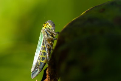 Groene Rietcicade ??
