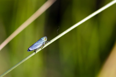 Groene Rietcicade ??