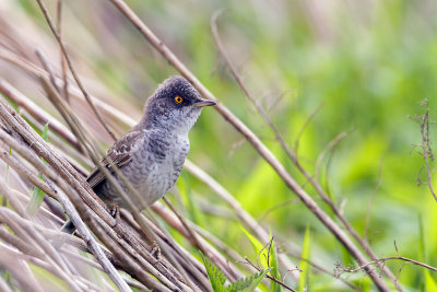 Sperwergrasmus