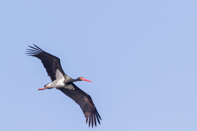 Zwarte Ooievaar