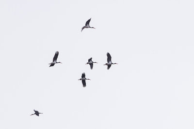 een deel van de groepen de lucht