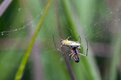 slachtoffer van spinnenweb