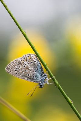 Icarusblauwtje