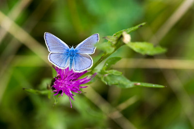 Vlinders en Libellen