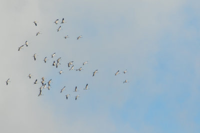Kraanvogel
