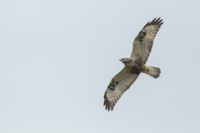 Ruigpoot in volle vlucht