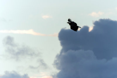 silhouet