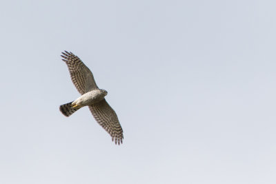 Sperwer op patrouille
