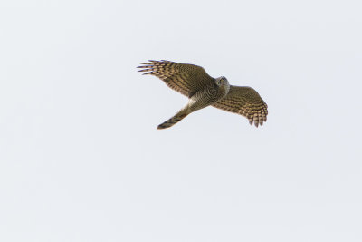 Sperwer heeft wat op het oog