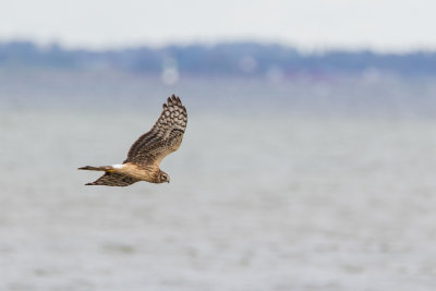 onderaanzicht Blauwe Kiekendief (juv.. man)