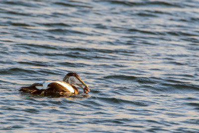 Eider heeft krab gevangen