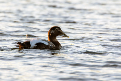 Eider in eclipskleed