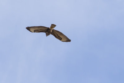Roofvogels