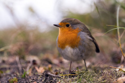 hij zou zo de lenskap in lopen