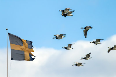 Brandganzen trekken langs een verwaaide vlag