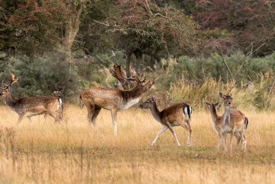 bok houdt de groep bijeen