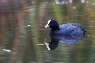spiegeling