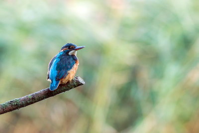 IJsvogel