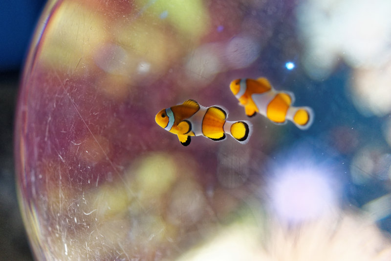 ClownFish1.jpg