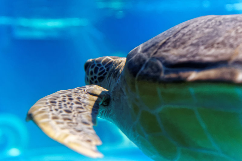Tortue gante.jpg