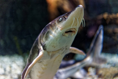 Poisson-chat.jpg
